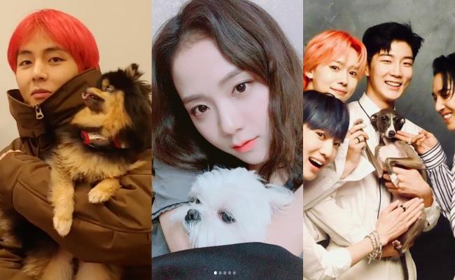 Anak Anjing Para Idola K Pop Yang Menggemaskan