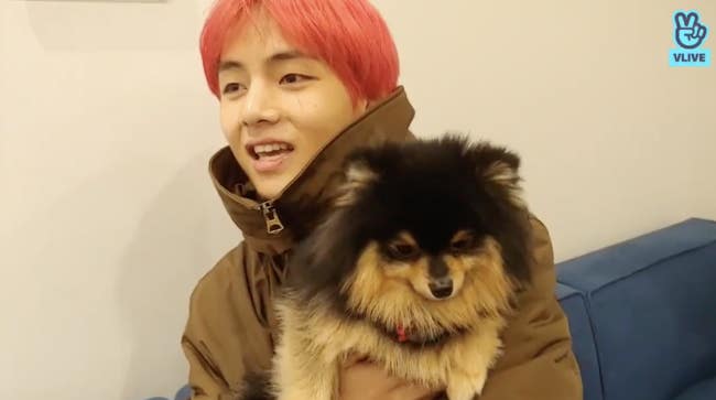 Idols Puppies That Are No Less Famous Than Their Owners